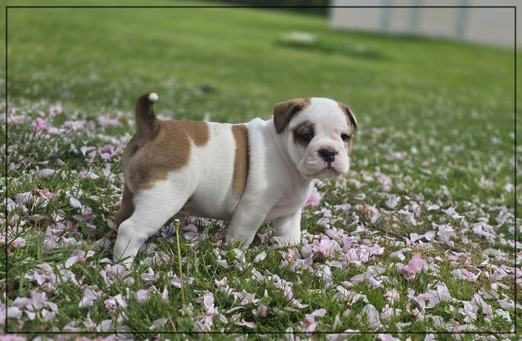 de la Rivière Caramel - Chiots disponibles - Bulldog continental