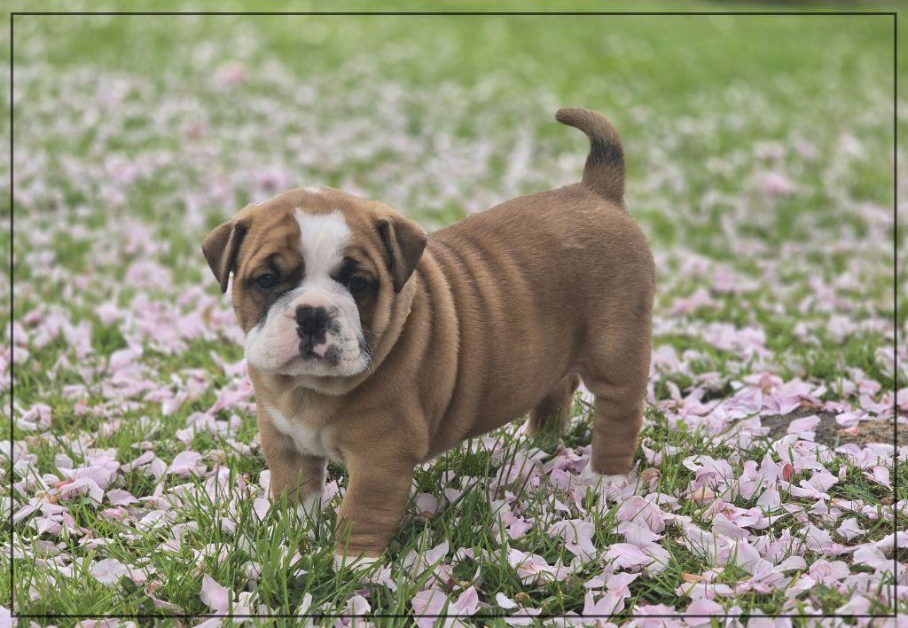 de la Rivière Caramel - Chiots disponibles - Bulldog continental