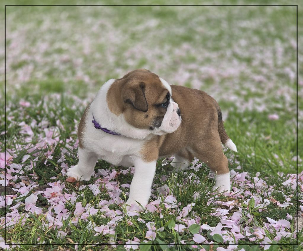 de la Rivière Caramel - Chiots disponibles - Bulldog continental