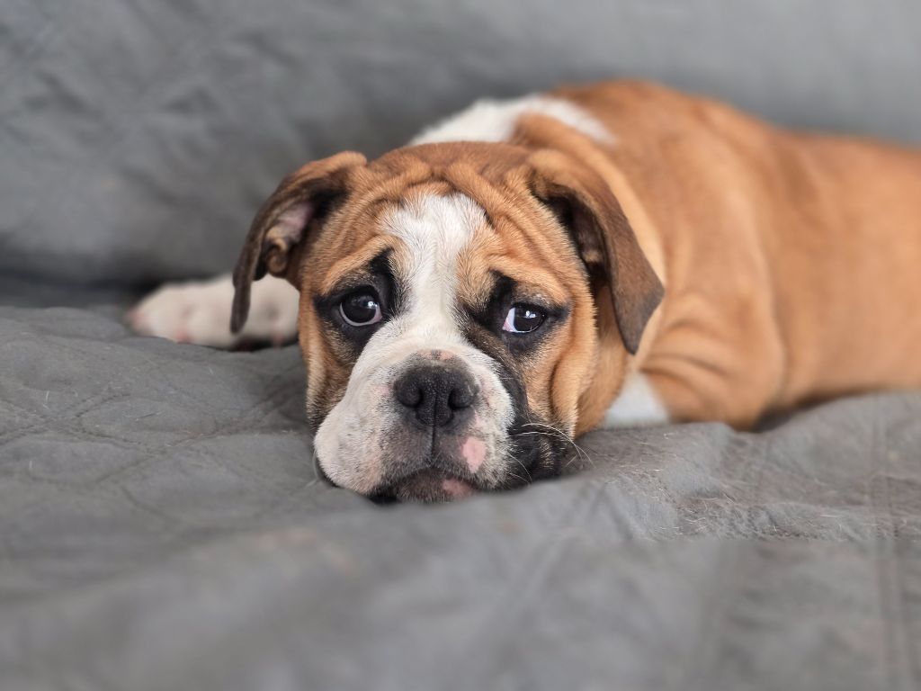de la Rivière Caramel - Chiots disponibles - Bulldog continental