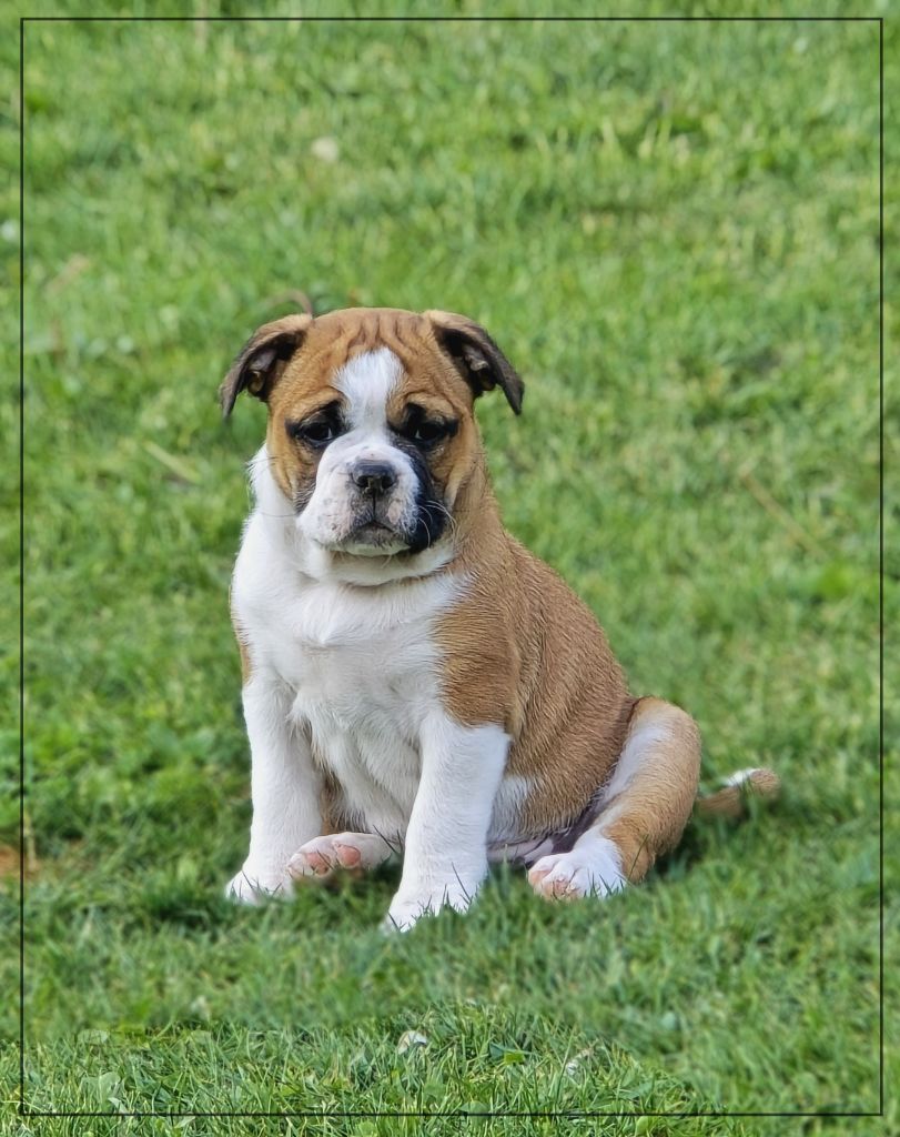 de la Rivière Caramel - Chiots disponibles - Bulldog continental