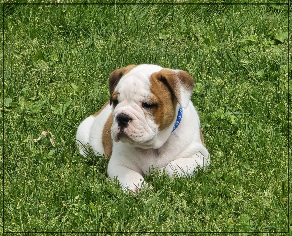 de la Rivière Caramel - Chiots disponibles - Bulldog continental