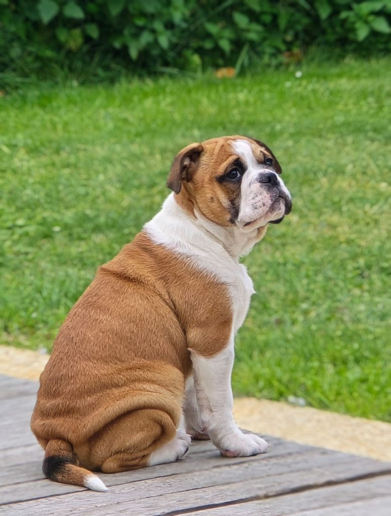 de la Rivière Caramel - Chiots disponibles - Bulldog continental