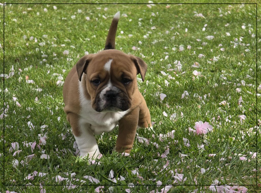 de la Rivière Caramel - Chiots disponibles - Bulldog continental