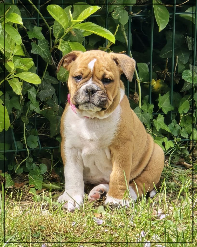 de la Rivière Caramel - Chiots disponibles - Bulldog continental